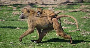 Archivo:Papio papio and juvenile Port Lympne Wild Animal Park