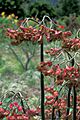 Pedilanthus bracteatus bright