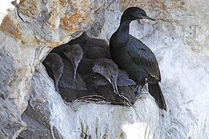 Archivo:Phalacrocorax pelagicus -San Luis Obispo, California, USA -nest-8 (3)