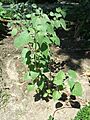 Physalis Peruviana2