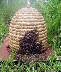 Archivo:Pletara sa pčelama
