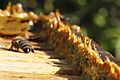 Propolis in beehives
