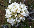 Prunus cerasoides - white, Chiang Mai, Thailand