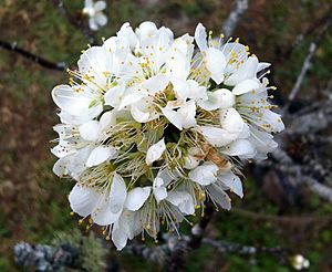 Archivo:Prunus cerasoides - white, Chiang Mai, Thailand