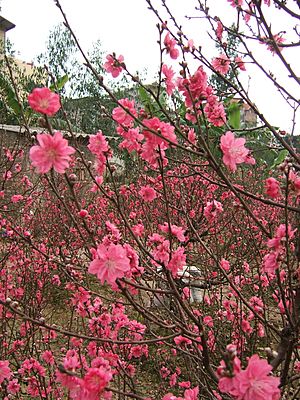 Archivo:Prunus persica (Nhat Tan) 4