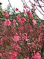 Prunus persica (Nhat Tan) 4