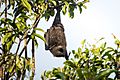 Pteropus melanotus natalis - the Christmas Island flying-fox