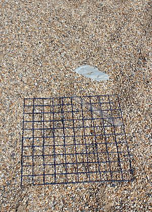 Archivo:Quadrat on pebble beach