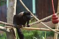 Red-backed Bearded Saki