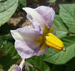 Archivo:S. tuberosum-flor-1