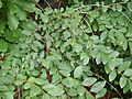 Securinega suffruticosa