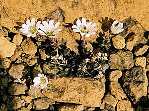Archivo:Shetland Mouse-Ear (Cerastium nigrescens) - geograph.org.uk - 179773