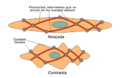 Smooth muscle contraction1 esp