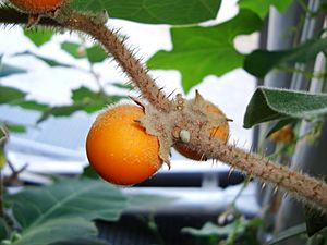 Archivo:Solanum pseudolulo fruit