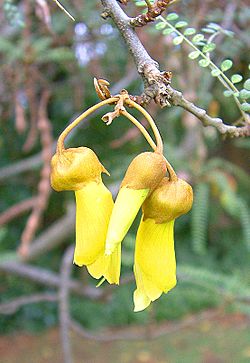 Sophora-microphylla-flowers.jpg