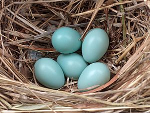 Archivo:Starling eggs