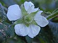 Starr 021126-0011 Rubus rosifolius