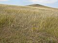 Stipa comata (3911662987)