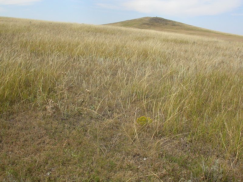 Stipa comata (3911662987)