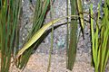 Syngnathoides biaculeatus 04