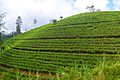 Tea Estate Nuwara Eliya