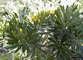 Teline linifolia