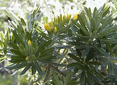 Archivo:Teline linifolia
