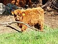 The Calf 345