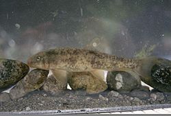 The Santa Ana sucker is a threatened fish species.jpg