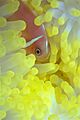 Uwanemonefish