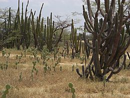 Archivo:Vejetación Guajira - panoramio