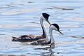 Western Grebe (Aechmophorus occidentalis) (20357238151)