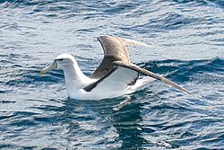 White-capped Albatross (8076892903).jpg