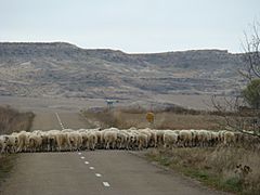61 Tamara de Campos ovejas lou