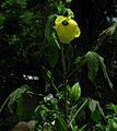 Abelmoschus moschatus Plant