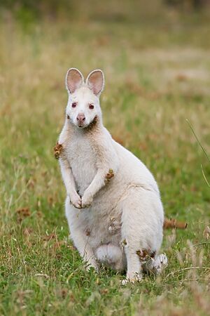 Archivo:Albino Macropus rufogriseus rufogriseus
