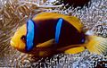 Amphiprion chrysopterus 2