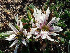 Androcymbium europaeum.jpg