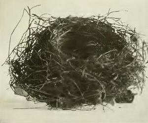 Archivo:Anthornis melanocephala nest