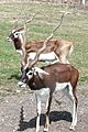 Antilope cervicapra kwh