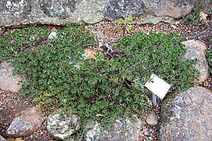 Archivo:Arctostaphylos hookeri subsp. ravenii (Arctostaphylos pungens var. ravenii) - Regional Parks Botanic Garden, Berkeley, CA - DSC04532