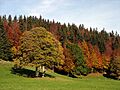 Autumn colors Le Sentier