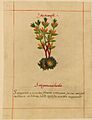 Badianus sanguinaria