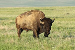 Archivo:Bison bison bison GNP 11