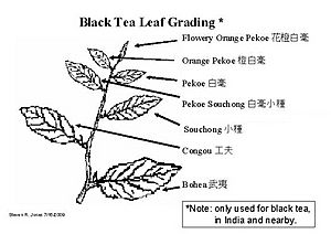 Archivo:Black tea grading