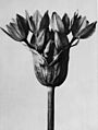 Blossfeldt 94a