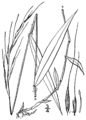 Brachyelytrum erectum BB-1913