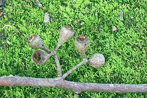 Archivo:Brown Barrel gumnuts