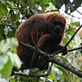 Brown Howler Monkey 4