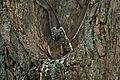 Bubo virginianus -Extrema, Minas Gerais, Brazil -chick-8